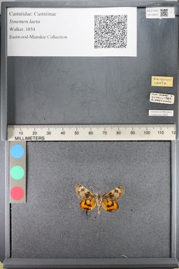 Media type: image;   Entomology 139057